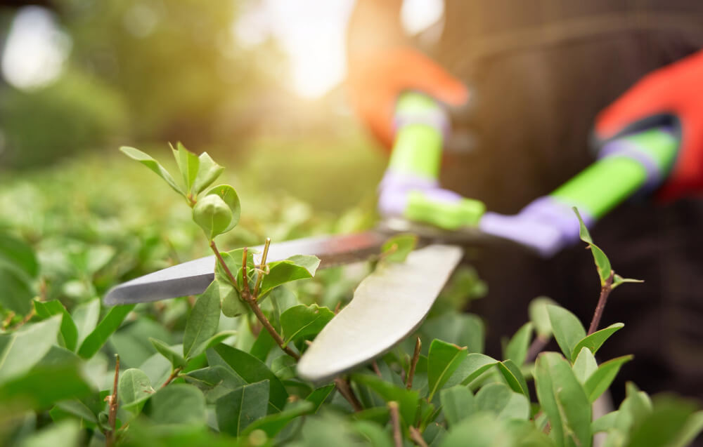 Landscaping Services