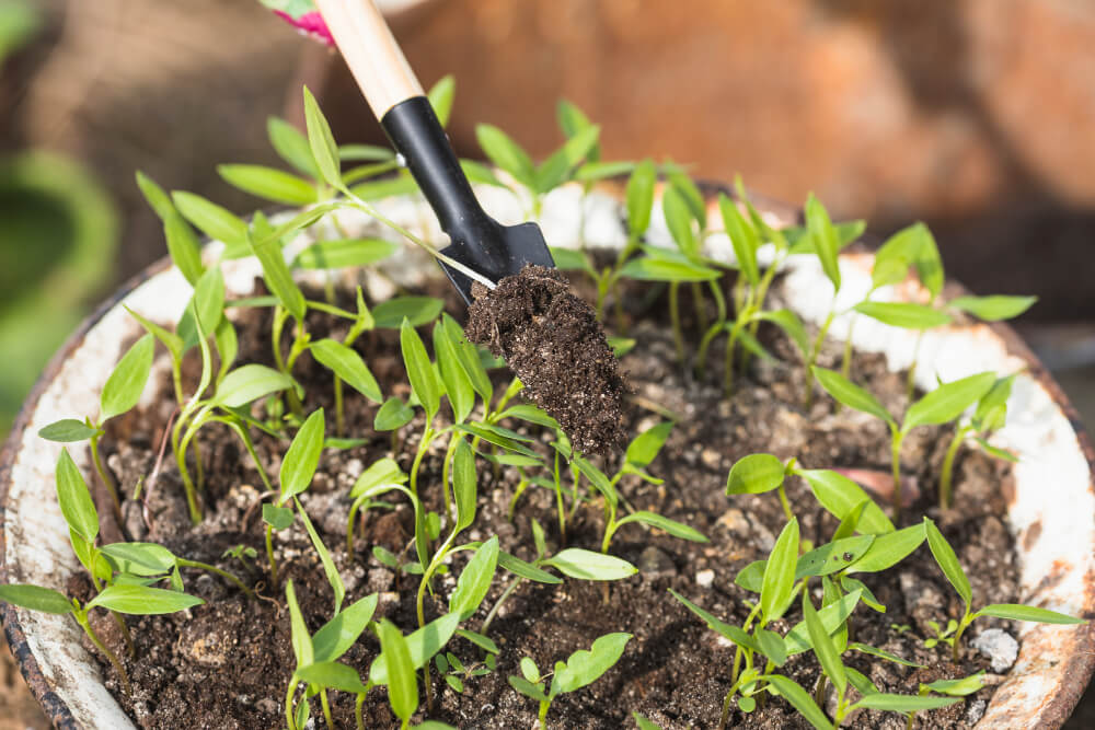 Mulching Services